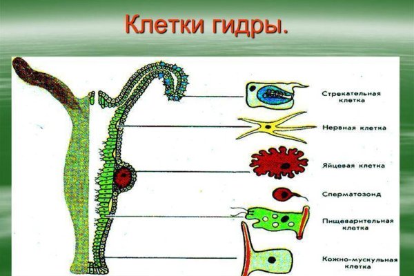Какая ссылка на кракен
