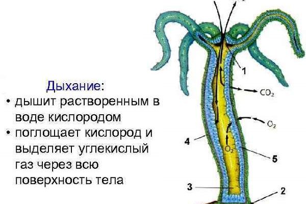 Украли аккаунт на кракене даркнет