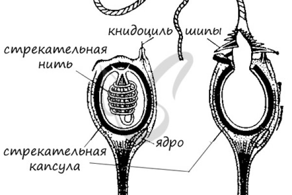 Kra40.cc