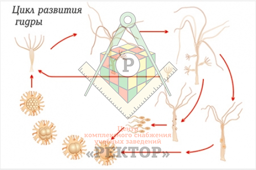 Кракен что за сайт